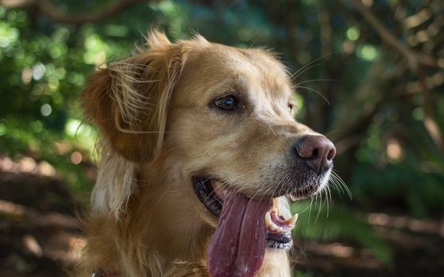 Sådan får du erstatning for hundebid