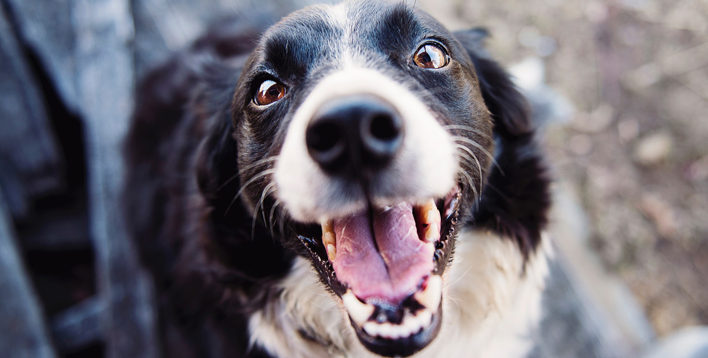 Jeg er bidt af hund – kan jeg få erstatning? Erstatningsgruppen